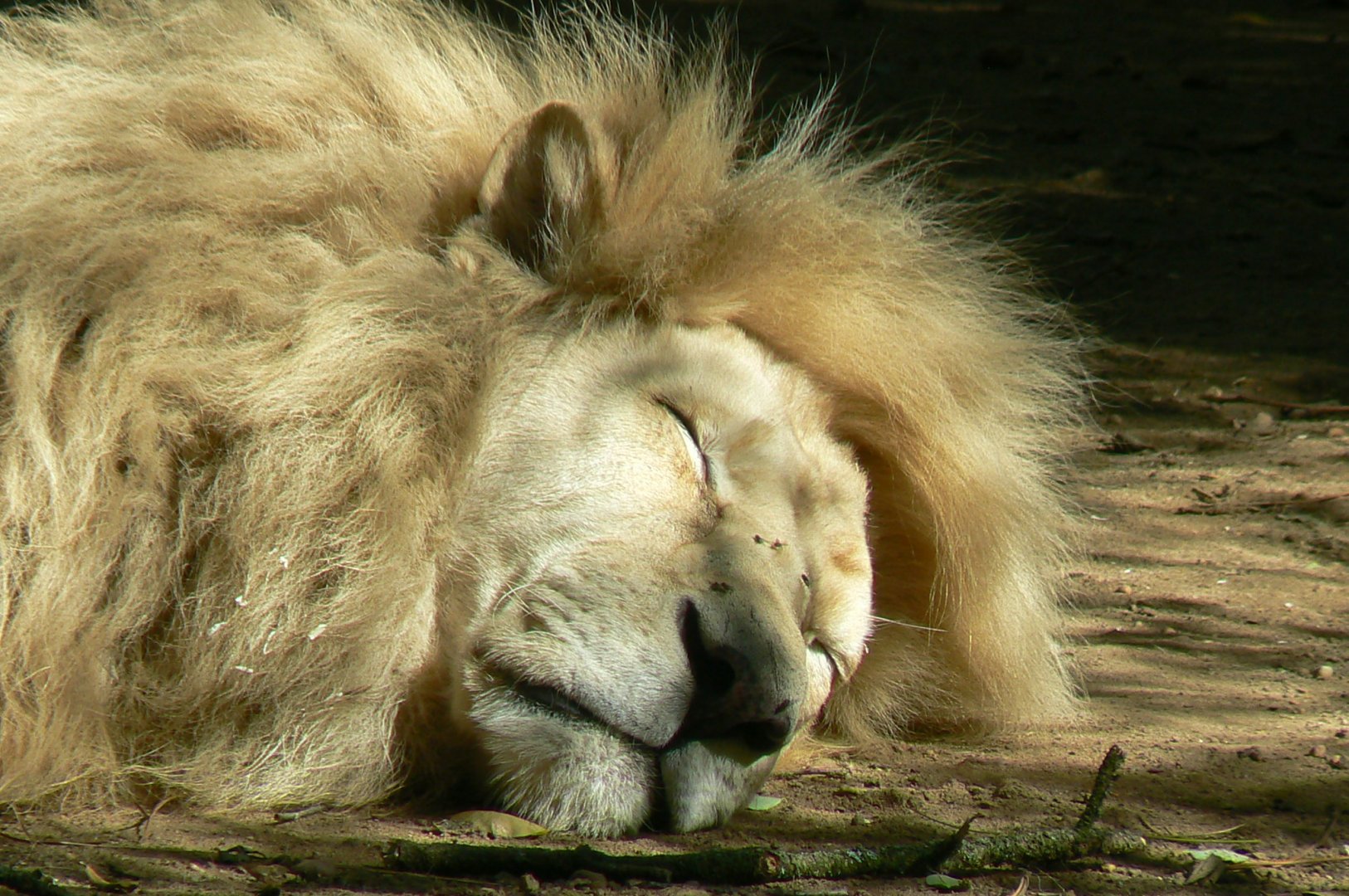Zoo de la Flèche - Male south-erast african lion