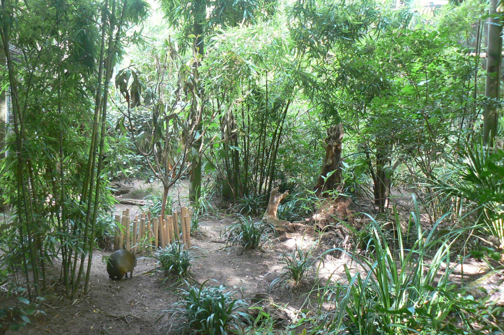 Zoo de la Flèche - New azara's agouti exhibit