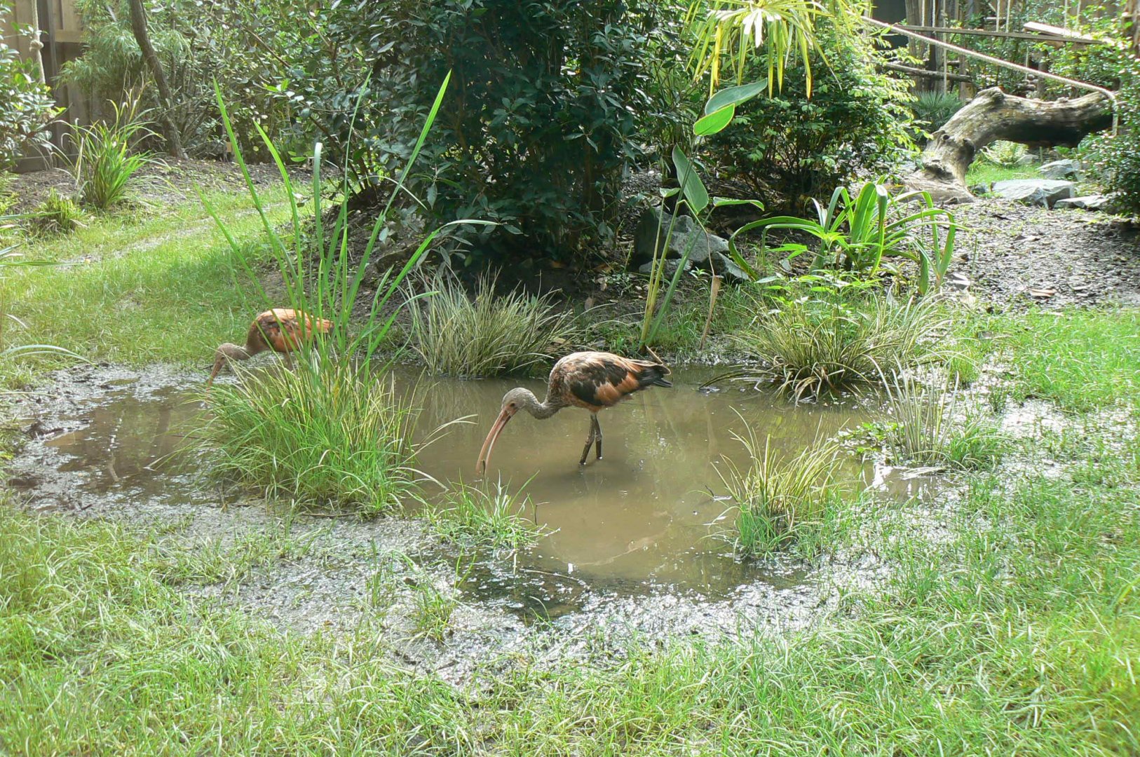 Zoo de la Flèche - New south-american aviary - Scarlet ibisses