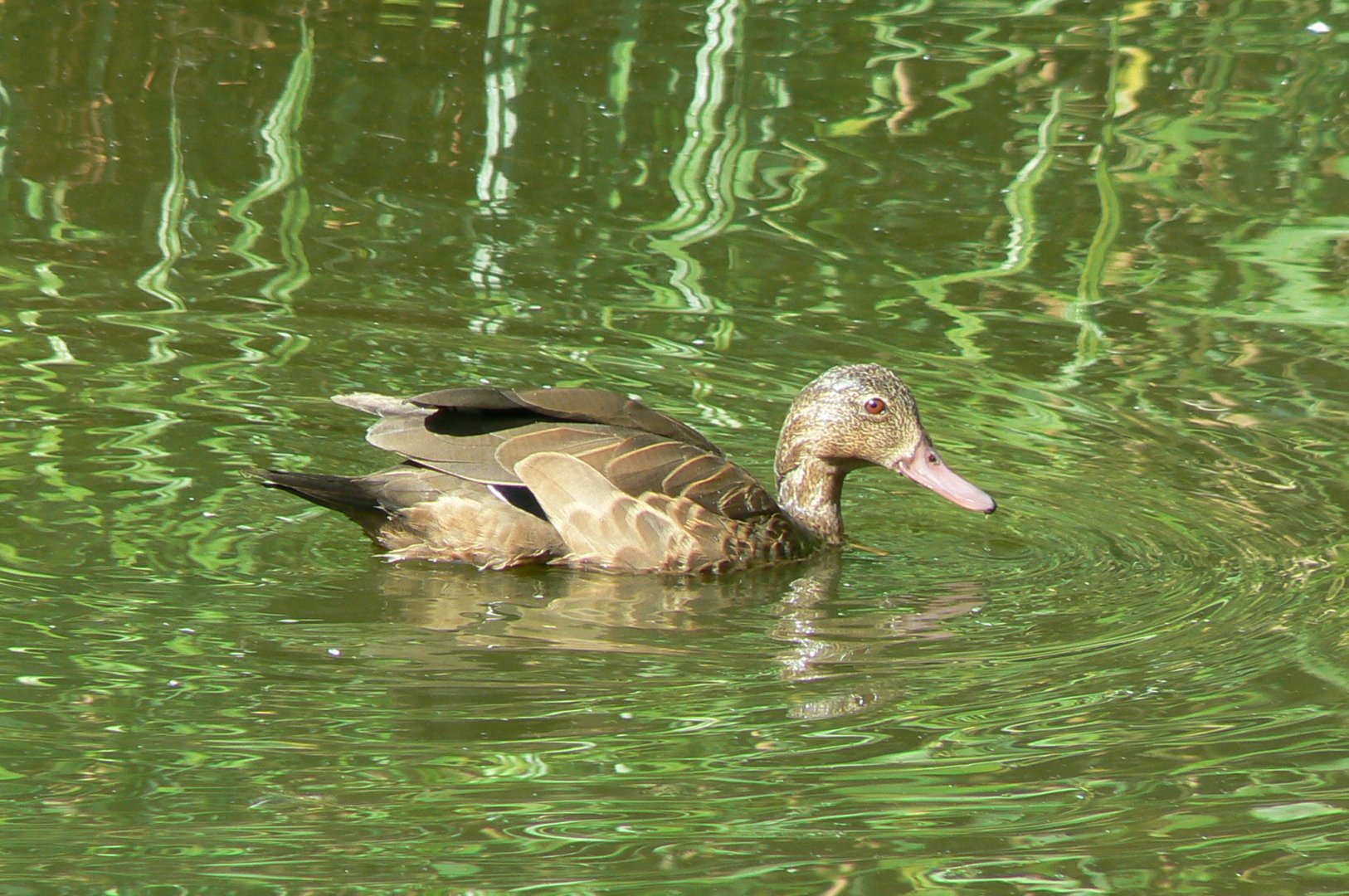 Zoo de la Flèche - Nosy Komba - Meller's duck