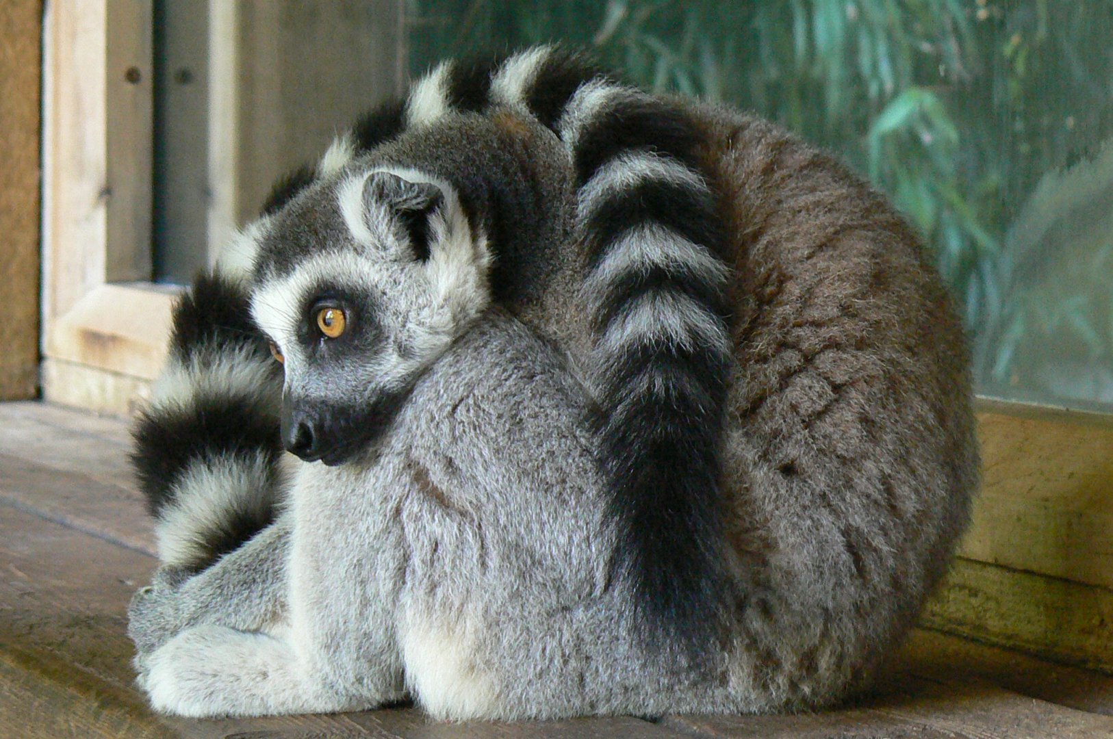 Zoo de la Flèche - Nosy Komba - Ring-tailed lemur