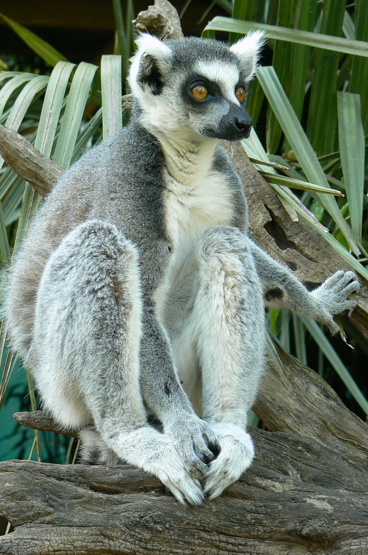 Zoo de la Flèche - Nosy Komba - Ring-tailed lemur