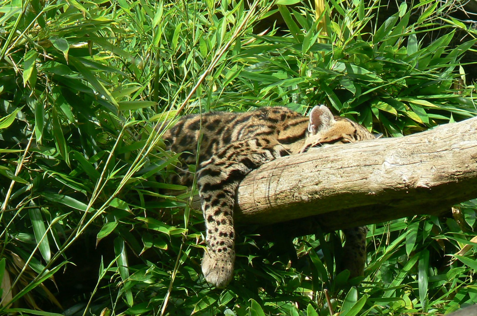 Zoo de la Flèche - Ocelot sleeping