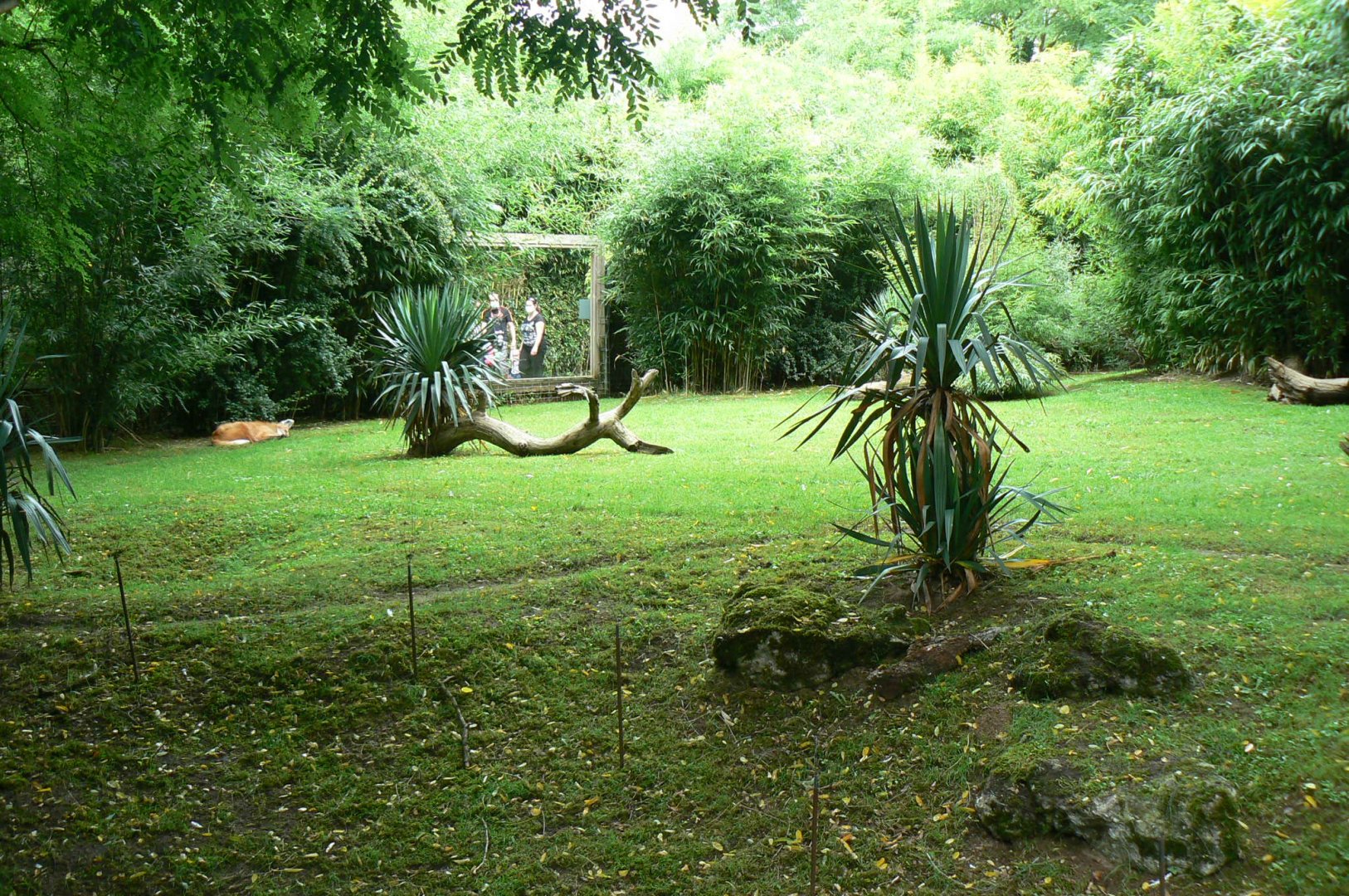 Zoo de la Flèche - Part of the maned wolves exhibit