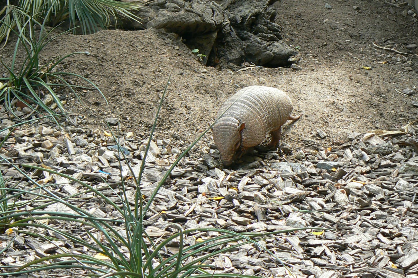 Zoo de la Flèche - Six-banded armadillo