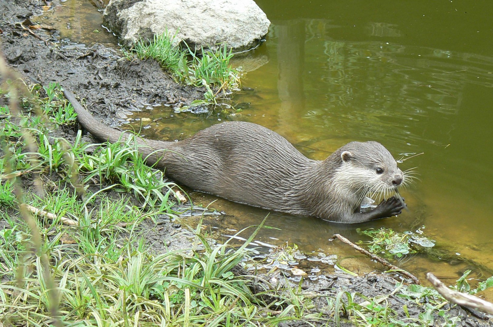 Zoo de la Flèche - Small-clawed otter