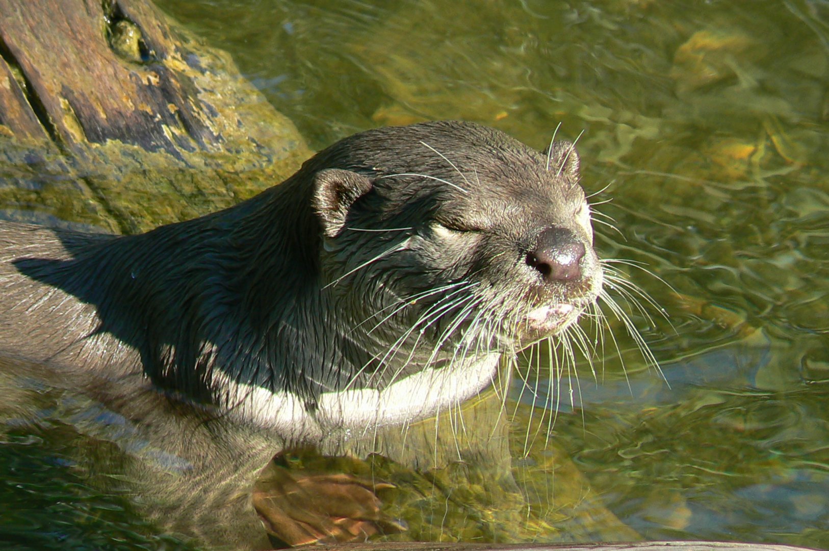 Zoo de la Flèche - Smooth-coated otter