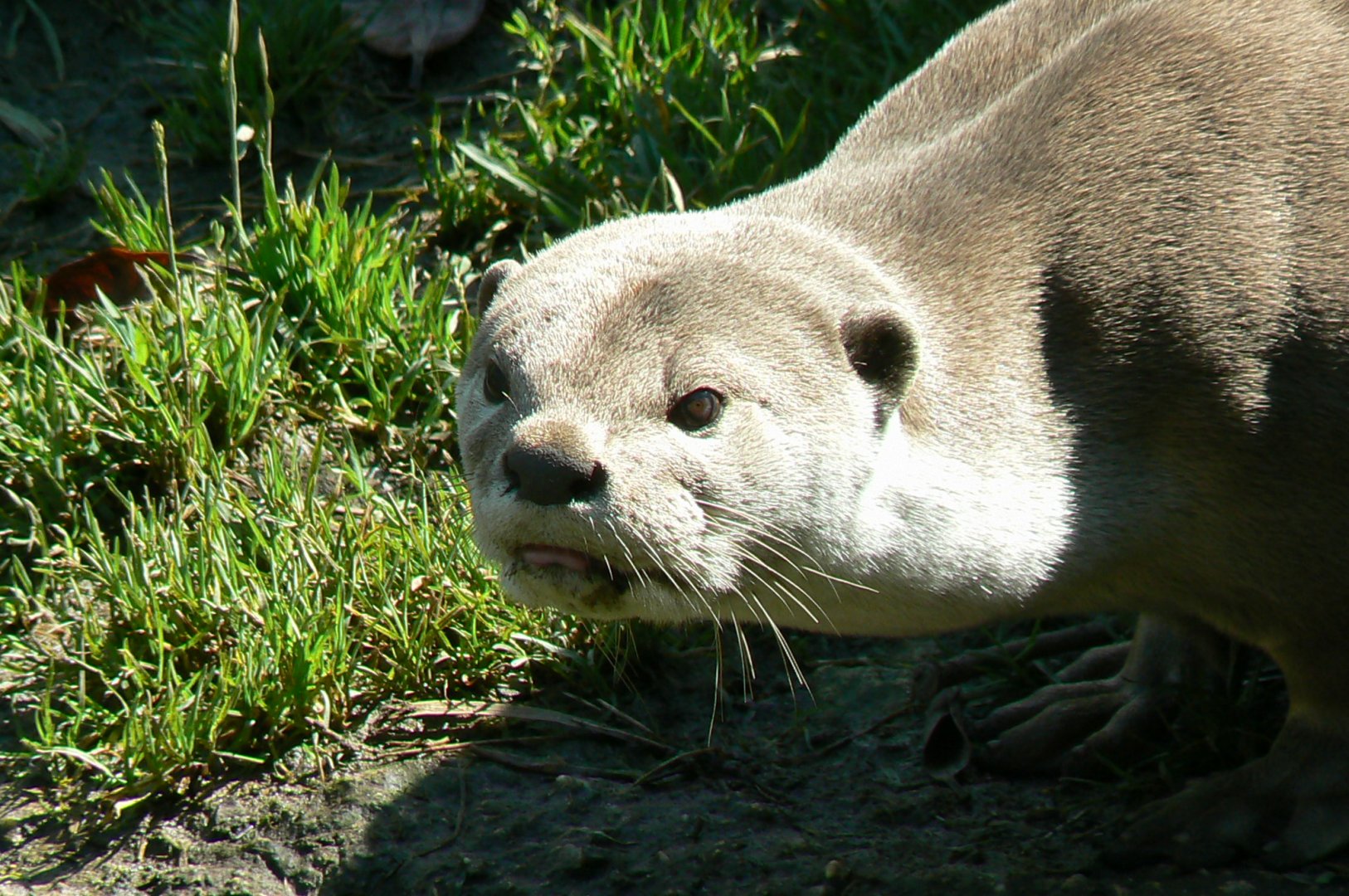 Zoo de la Flèche - Smooth-coated otter