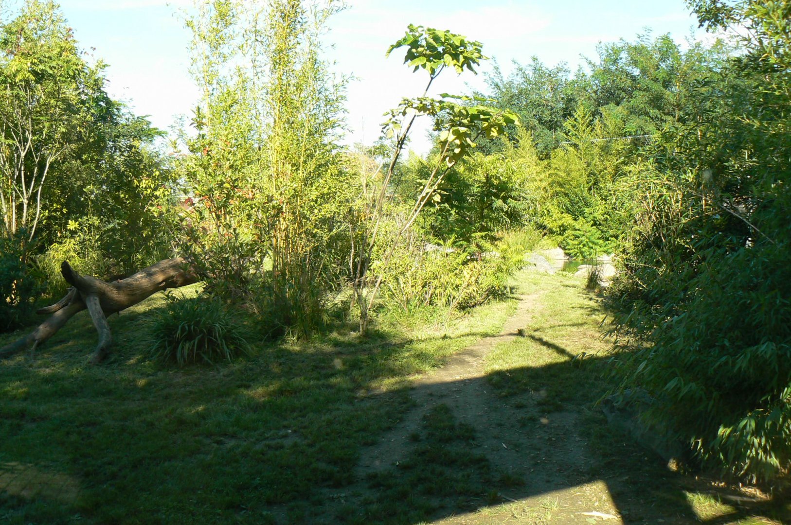Zoo de la Flèche - Sumatran tigers exhibit