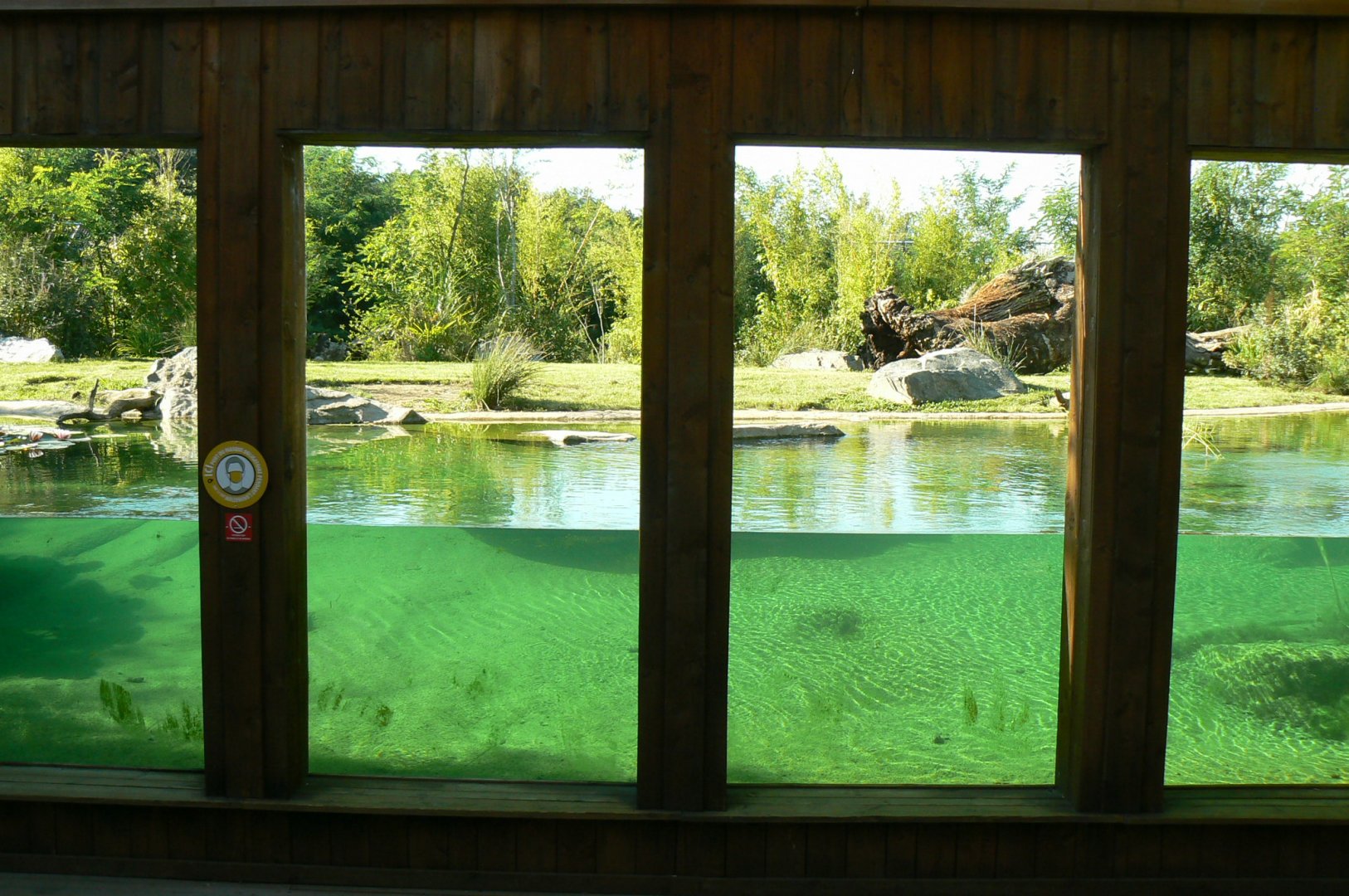Zoo de la Flèche - Sumatran tigers underwater viewing