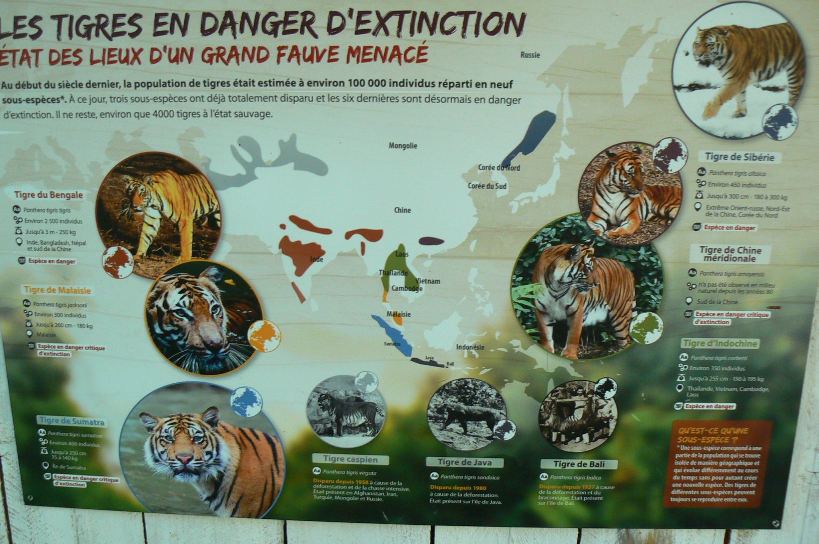 Zoo de la Flèche - Tigers information panel