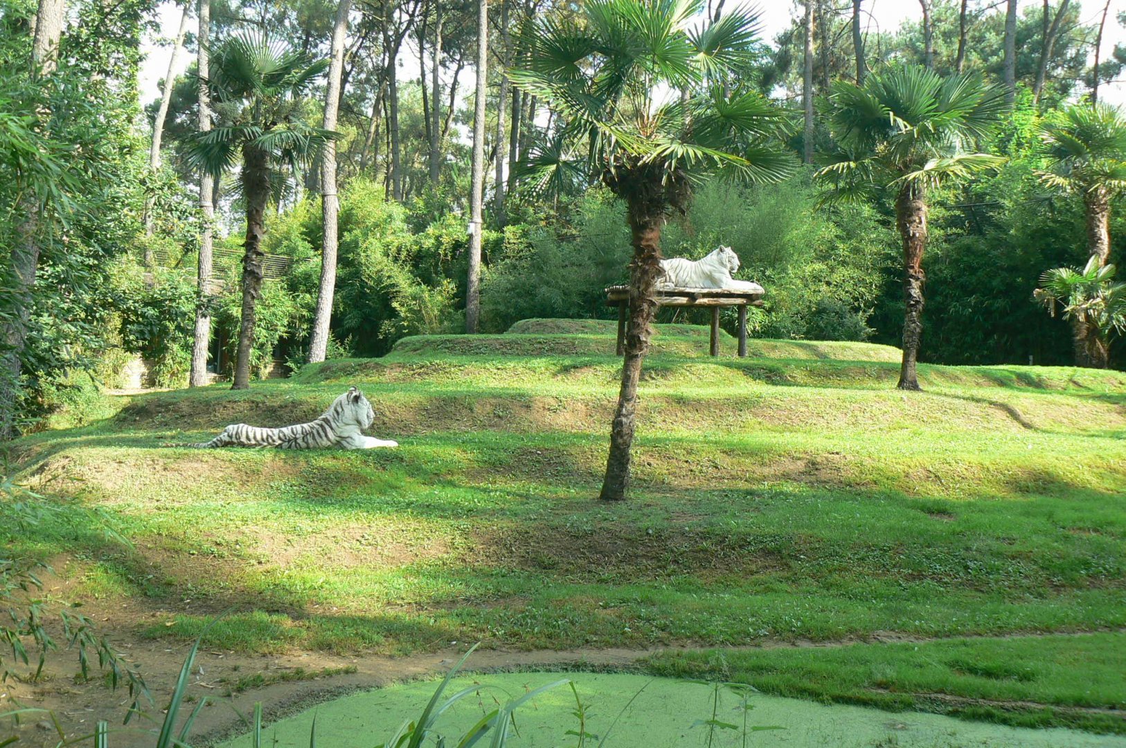 Zoo de la Flèche - White tigers exhibit