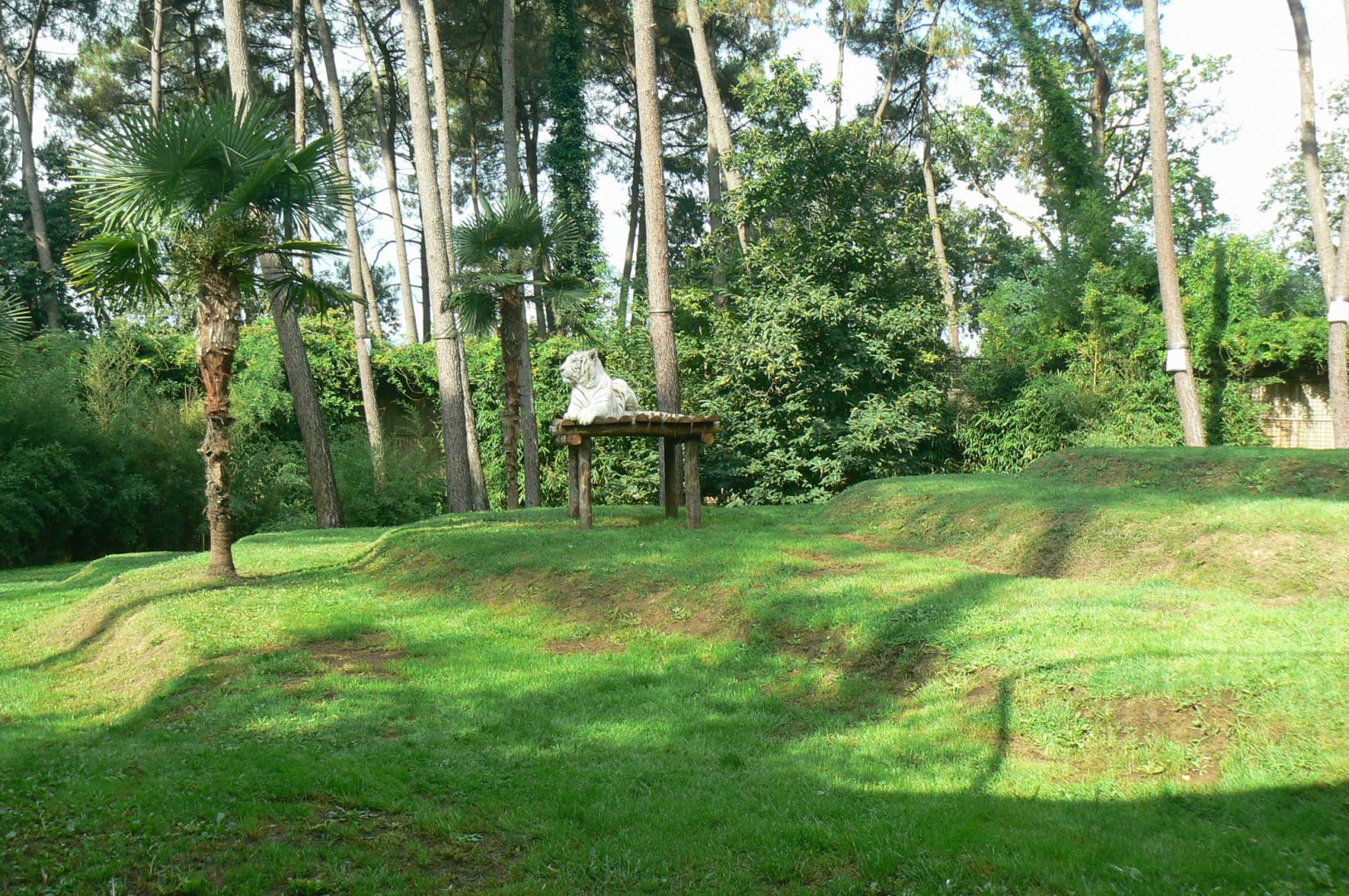 Zoo de la Flèche - White tigers exhibit