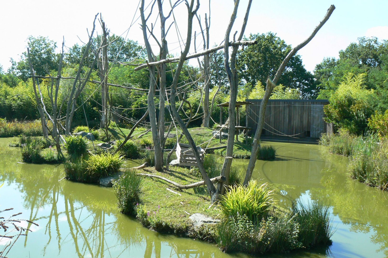 Zoo de la Flèche - Whole siamangs exhibit