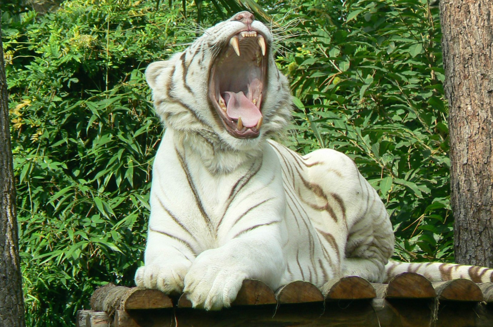 Zoo de la Flèche - Why me ???