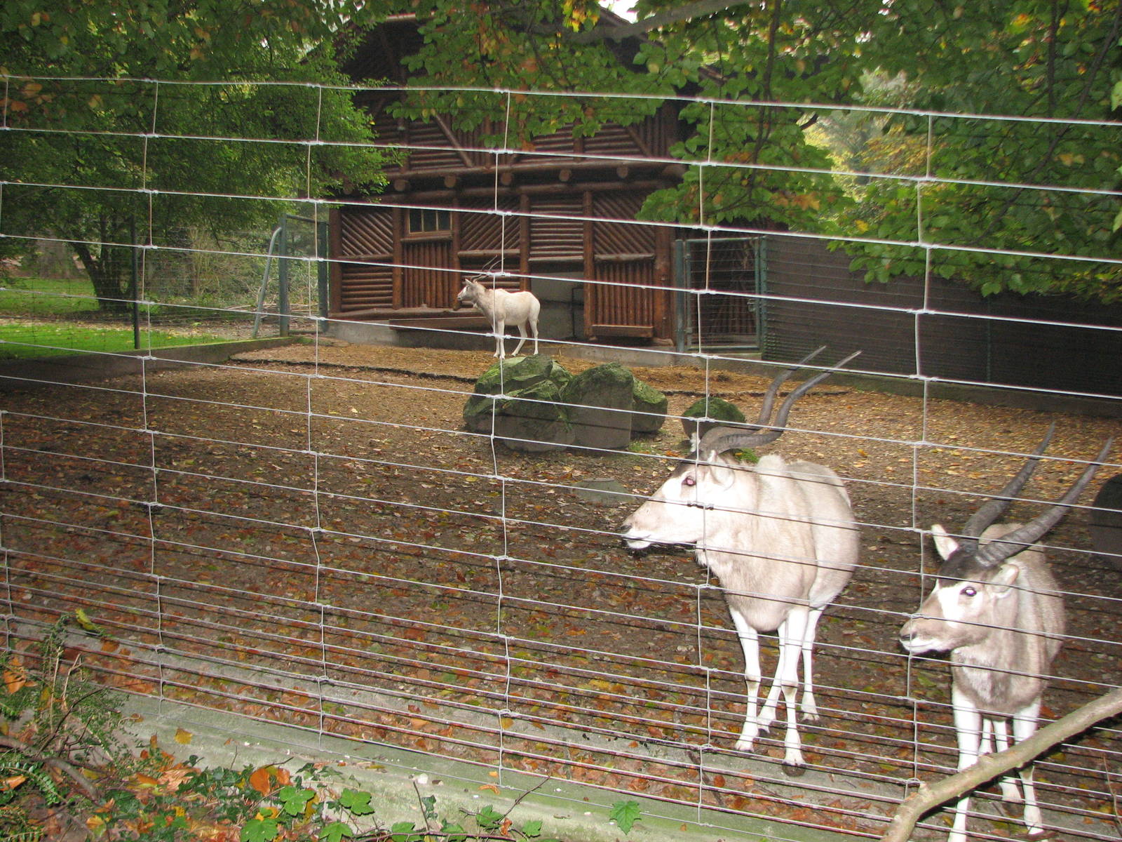 Zoo de Mulhouse 2006 - Addax enclosure
