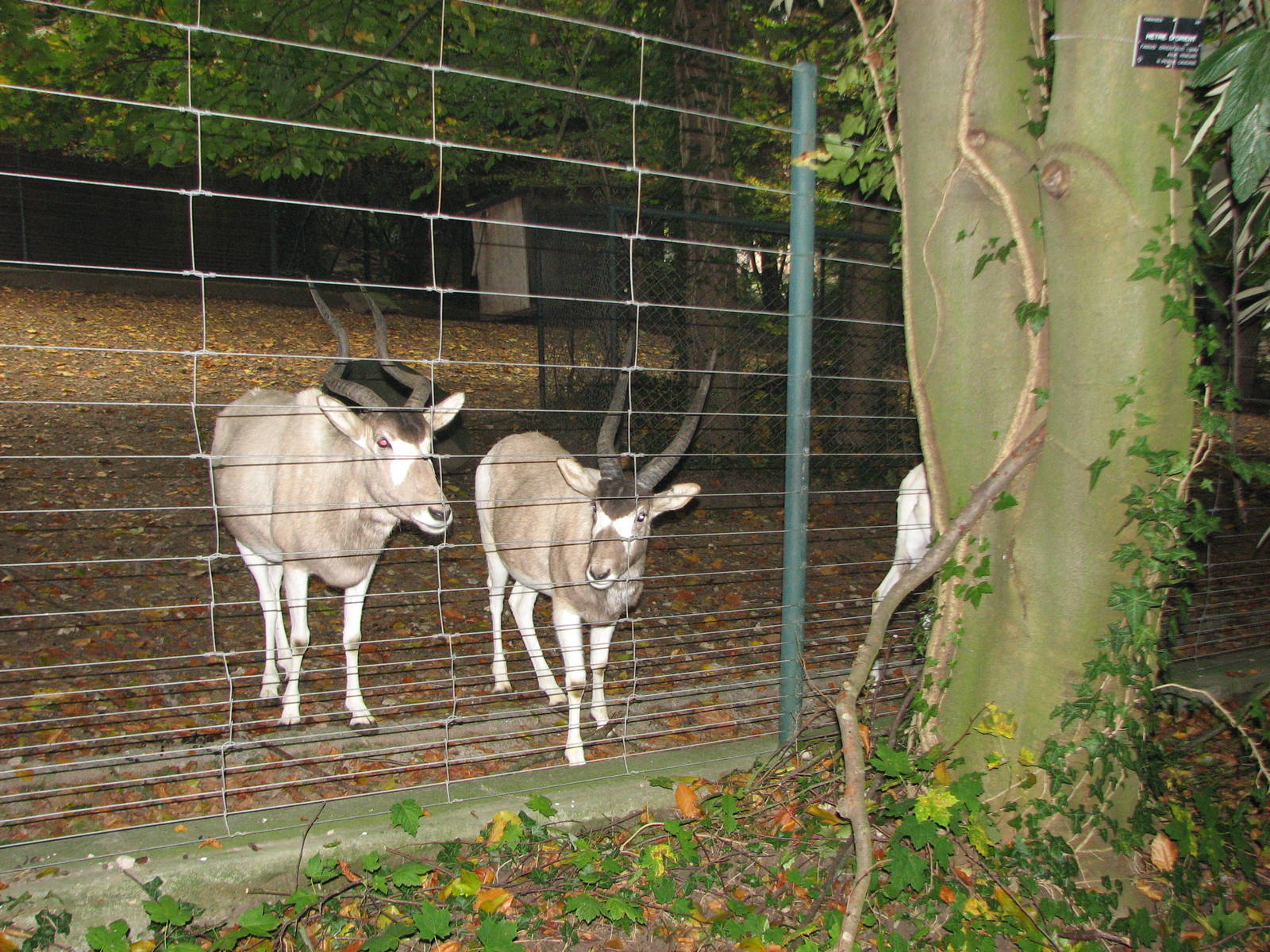 Zoo de Mulhouse 2006 - Addax