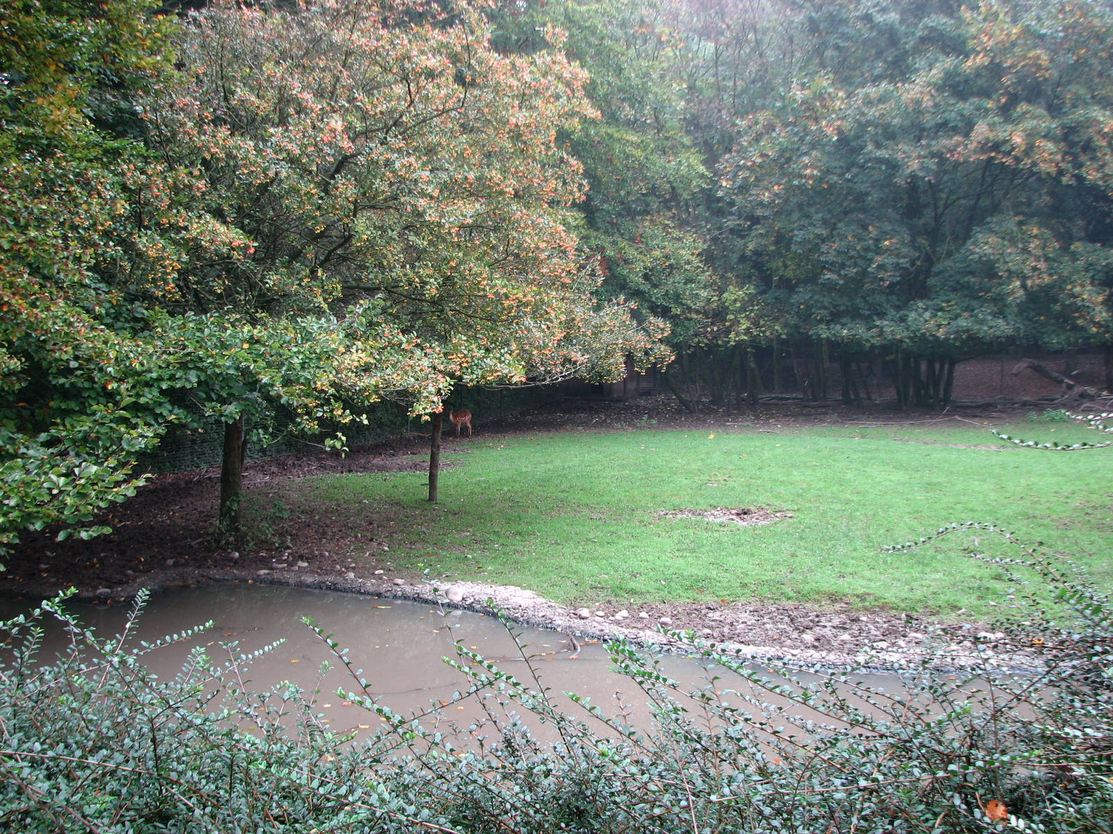 Zoo de Mulhouse 2006 - Another Deer paddock