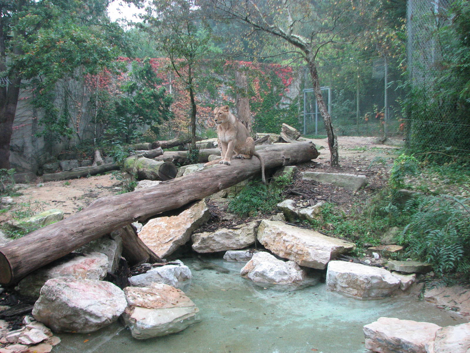 Zoo de Mulhouse 2006 - Asiatic lion exhibit