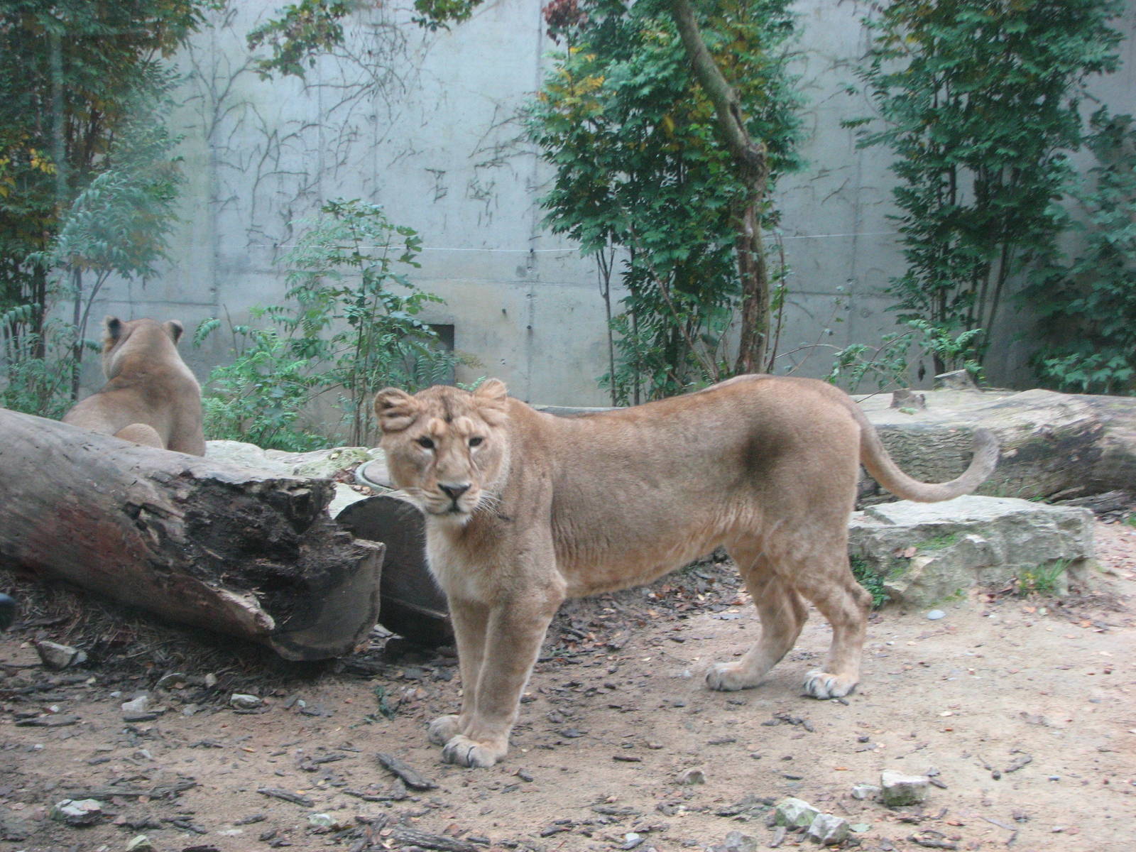 Zoo de Mulhouse 2006 - Asiatic lioness
