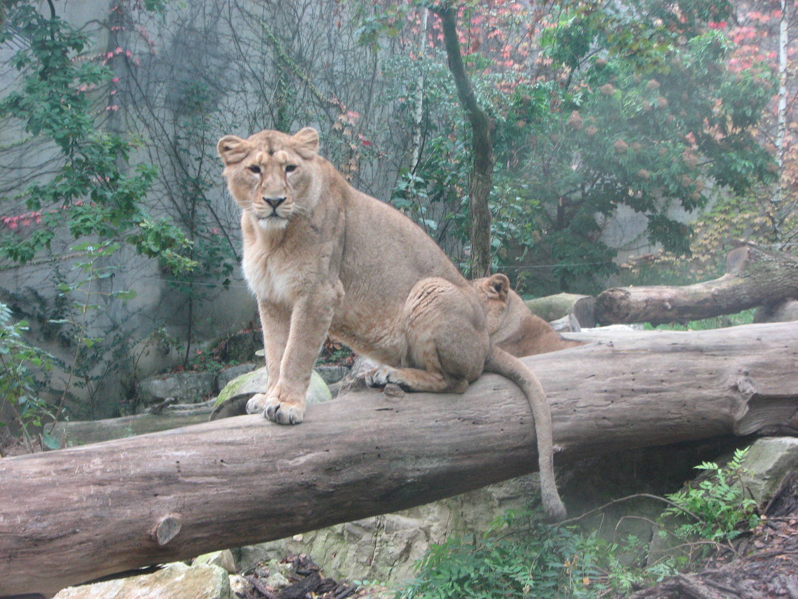 Zoo de Mulhouse 2006 - Asiatic lioness