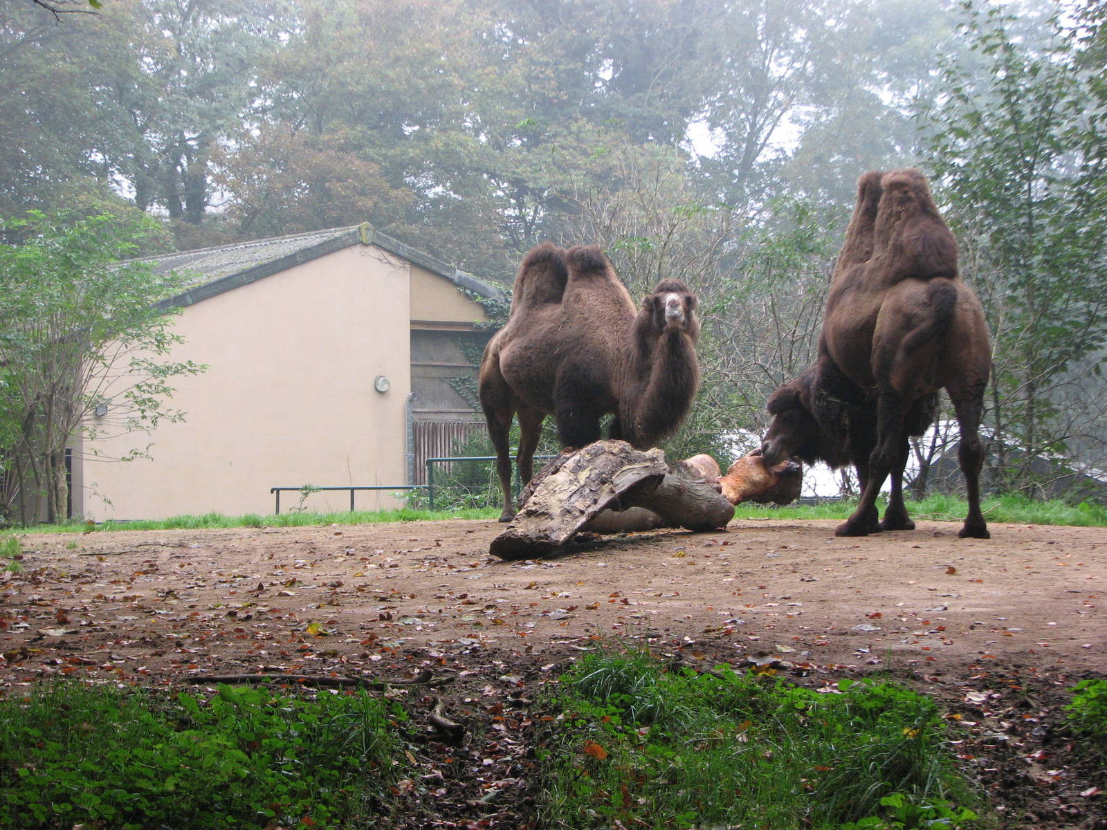 Zoo de Mulhouse 2006 - Bactrian Camel enclosure