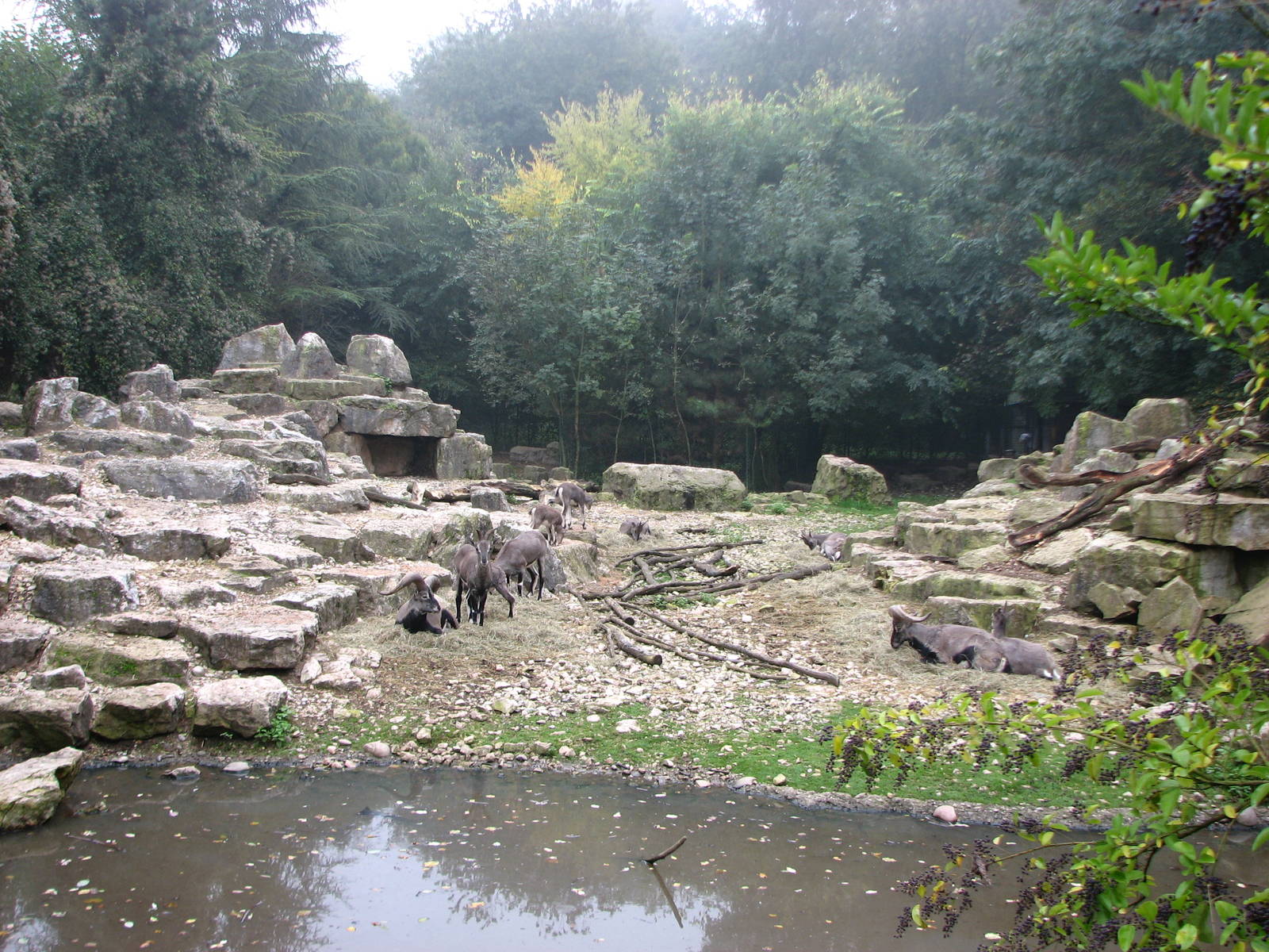 Zoo de Mulhouse 2006 - Bharal or Blue Sheep exhibit