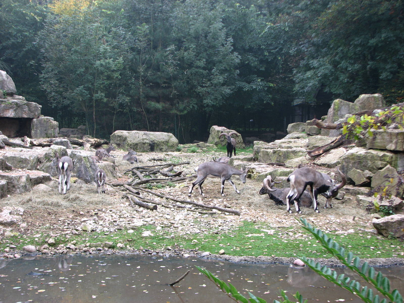 Zoo de Mulhouse 2006 - Bharal or Blue Sheep exhibit