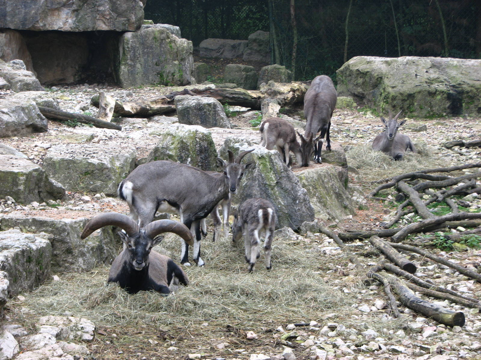 Zoo de Mulhouse 2006 - Bharal or Blue Sheep