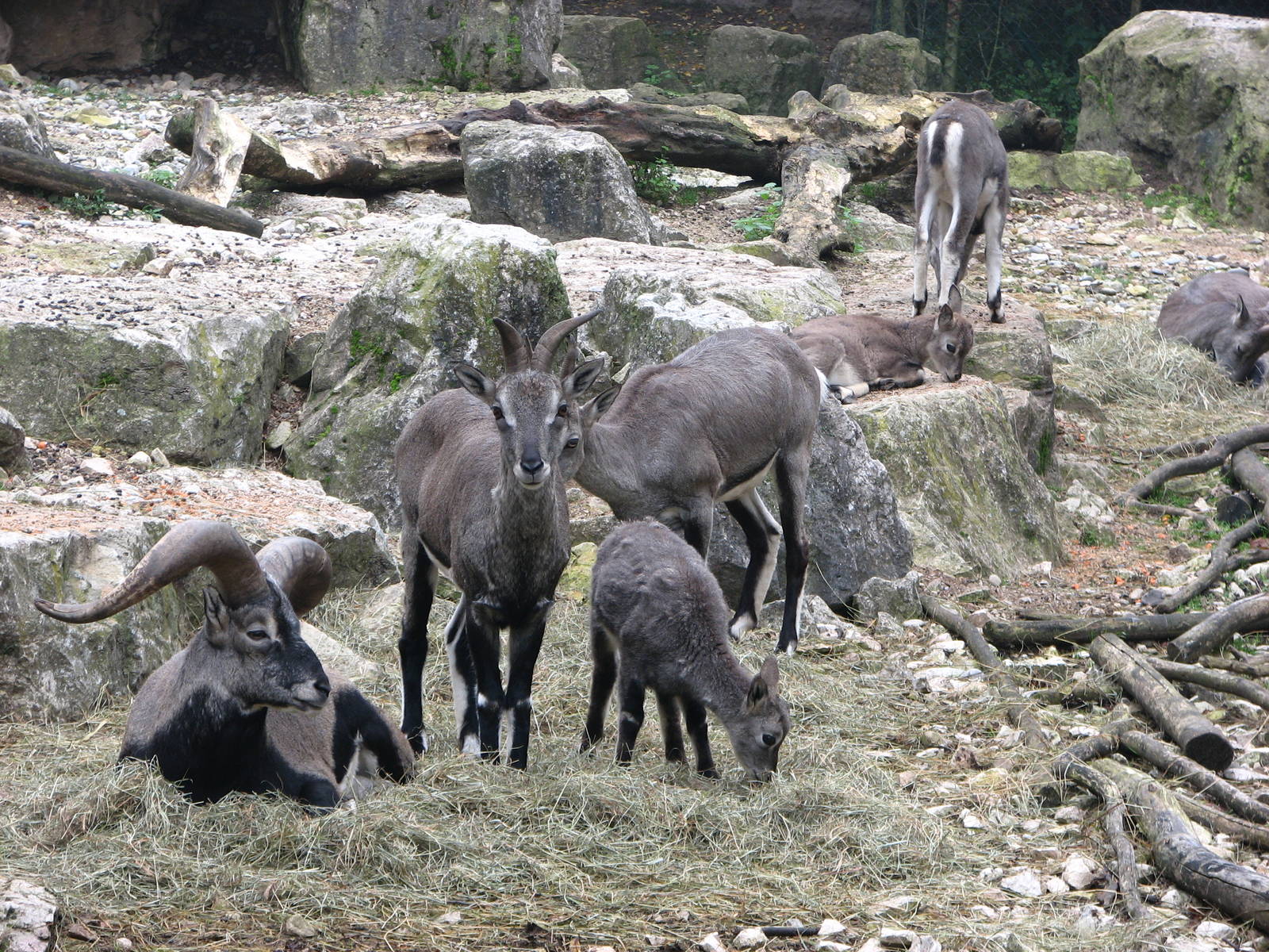 Zoo de Mulhouse 2006 - Bharal or Blue Sheep