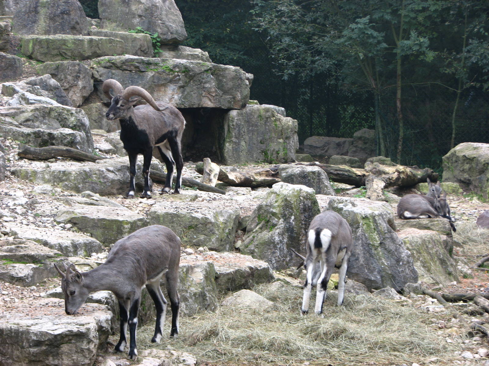 Zoo de Mulhouse 2006 - Bharal or Blue Sheep