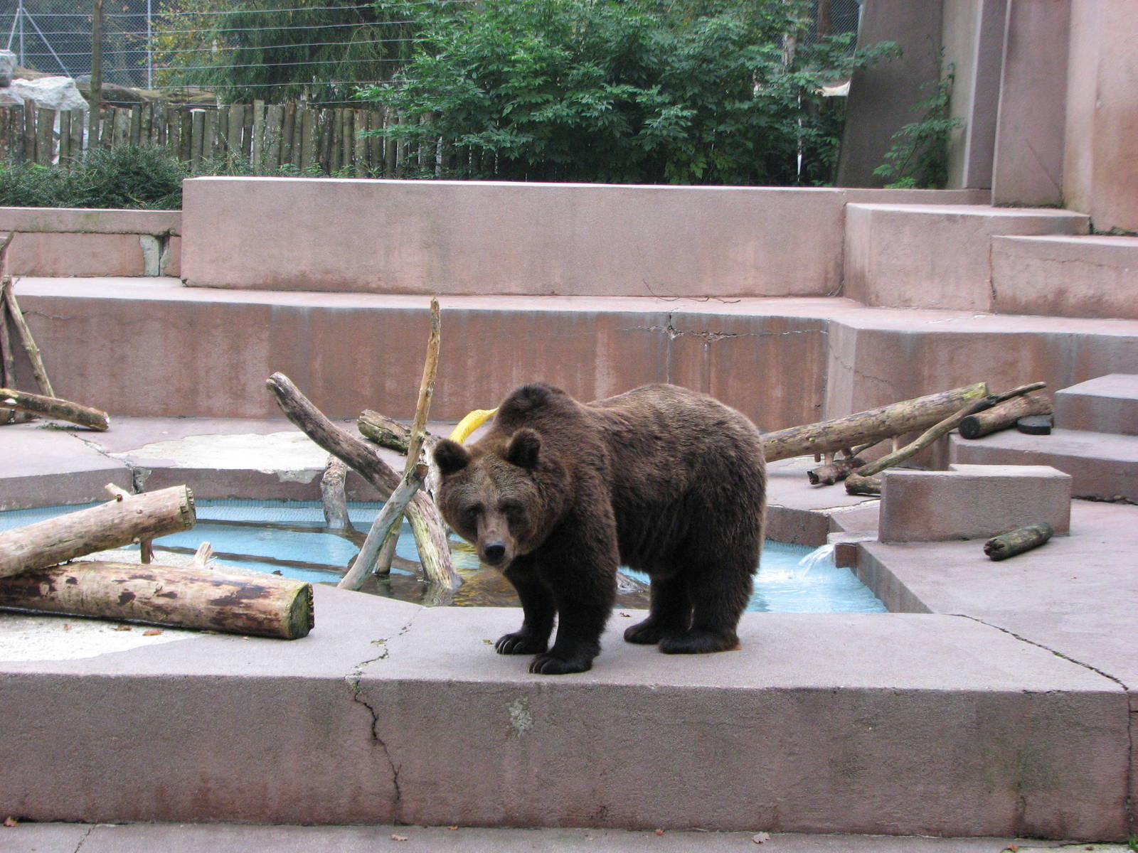 Zoo de Mulhouse 2006 - Brown Bear exhibit