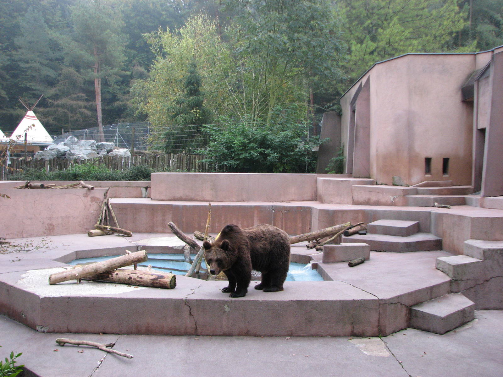 Zoo de Mulhouse 2006 - Brown Bear exhibit