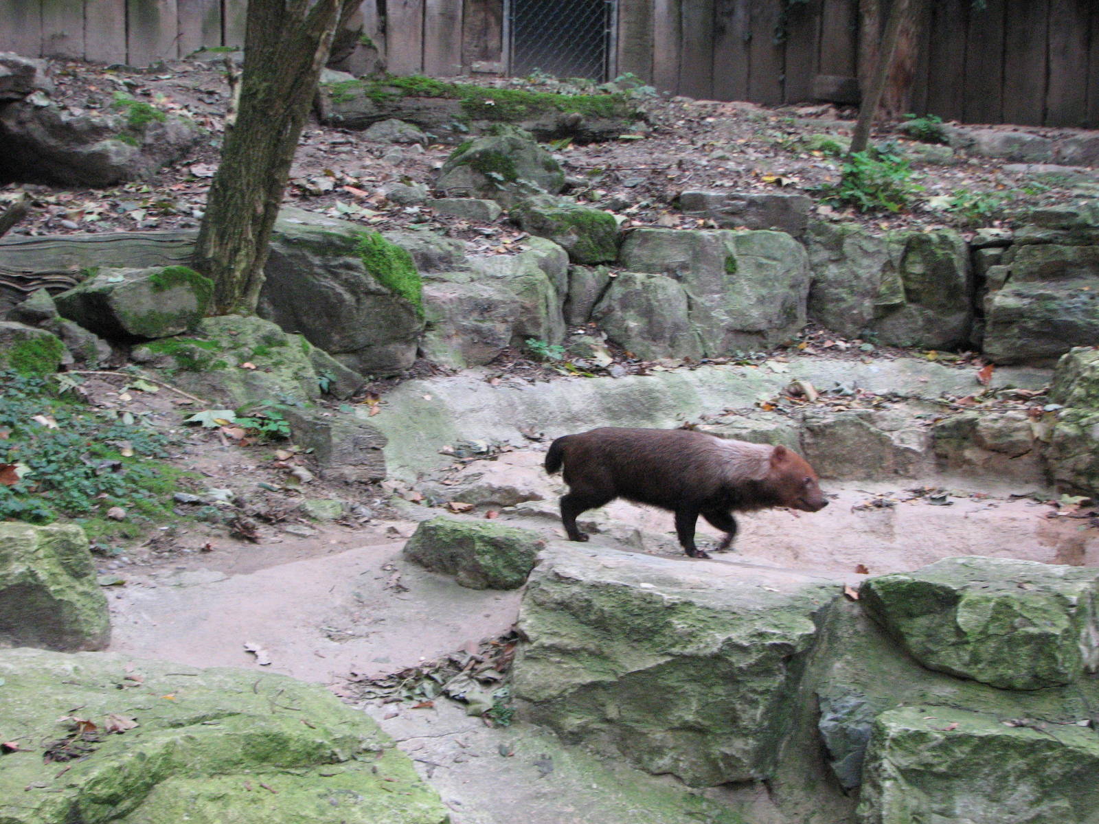 Zoo de Mulhouse 2006 - Bush Dog