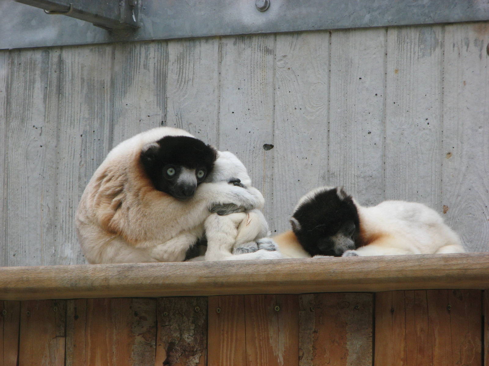 Zoo de Mulhouse 2006 - Crowned Sifaka
