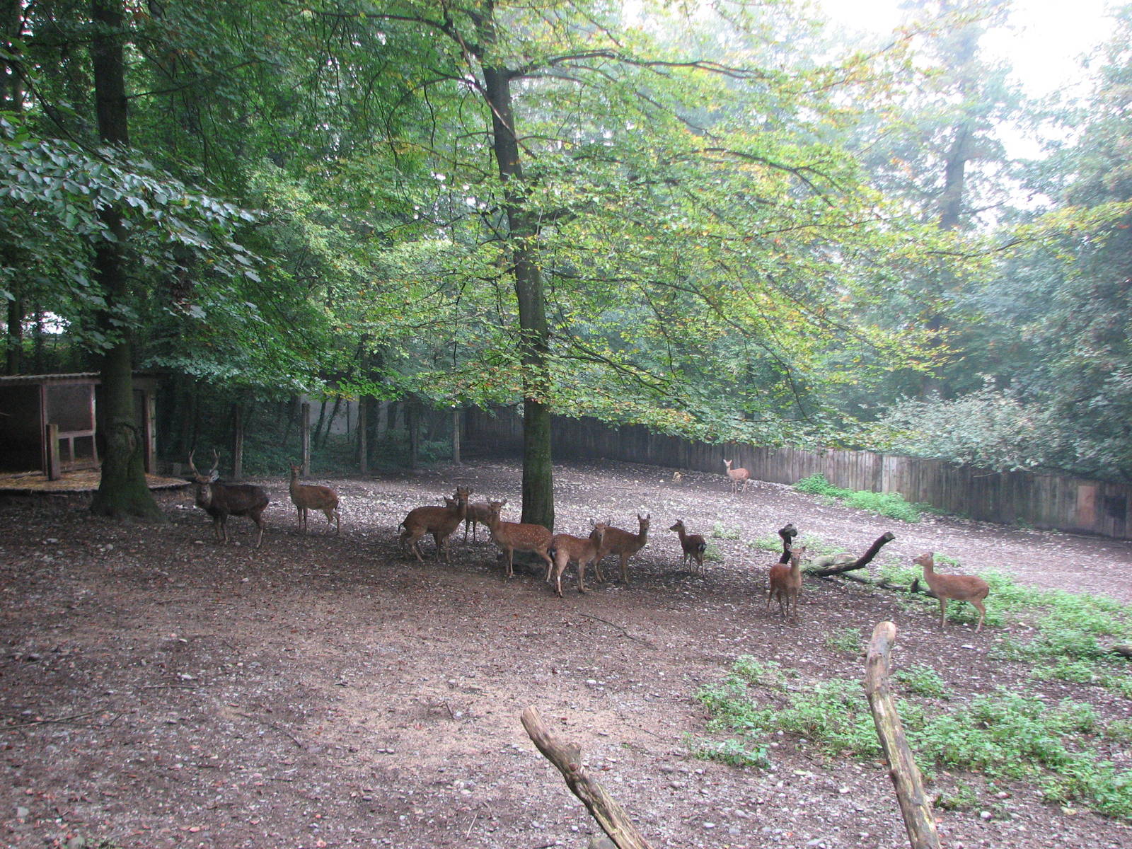 Zoo de Mulhouse 2006 - Deer paddock