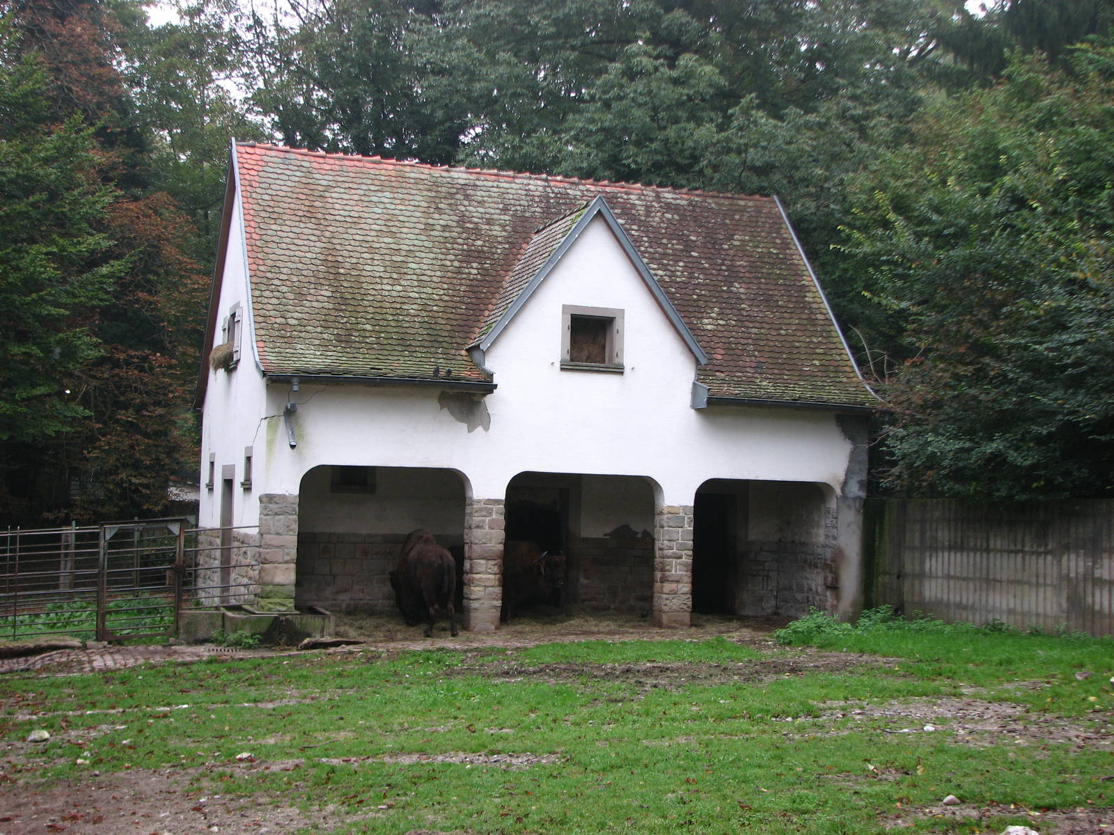 Zoo de Mulhouse 2006 - European Bison enclosure