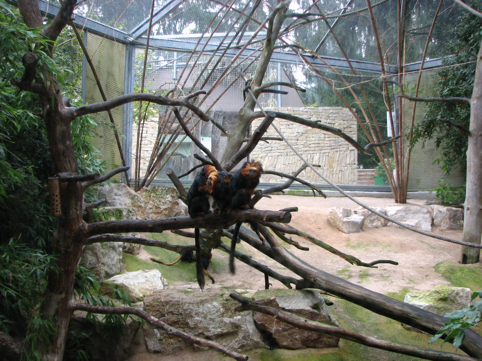 Zoo de Mulhouse 2006 - Golden-headed Lion Tamarin enclosure
