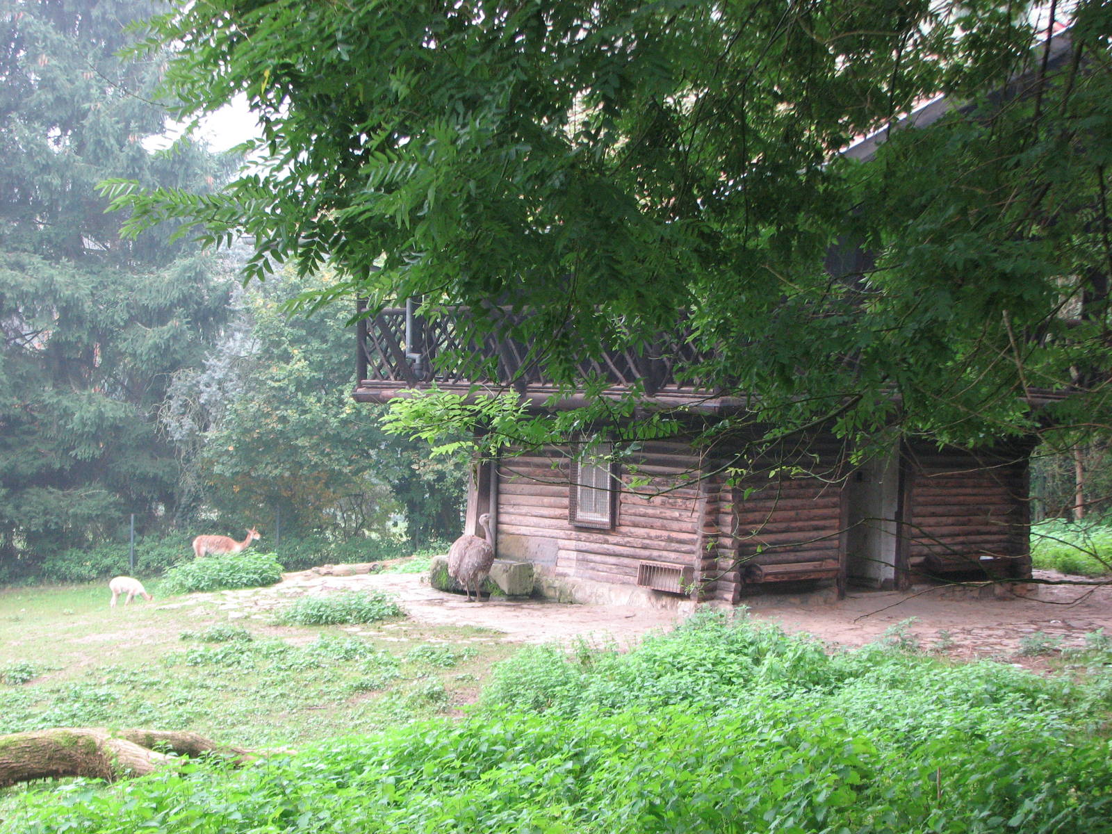 Zoo de Mulhouse 2006 - Guanaco and Nandu exhibit