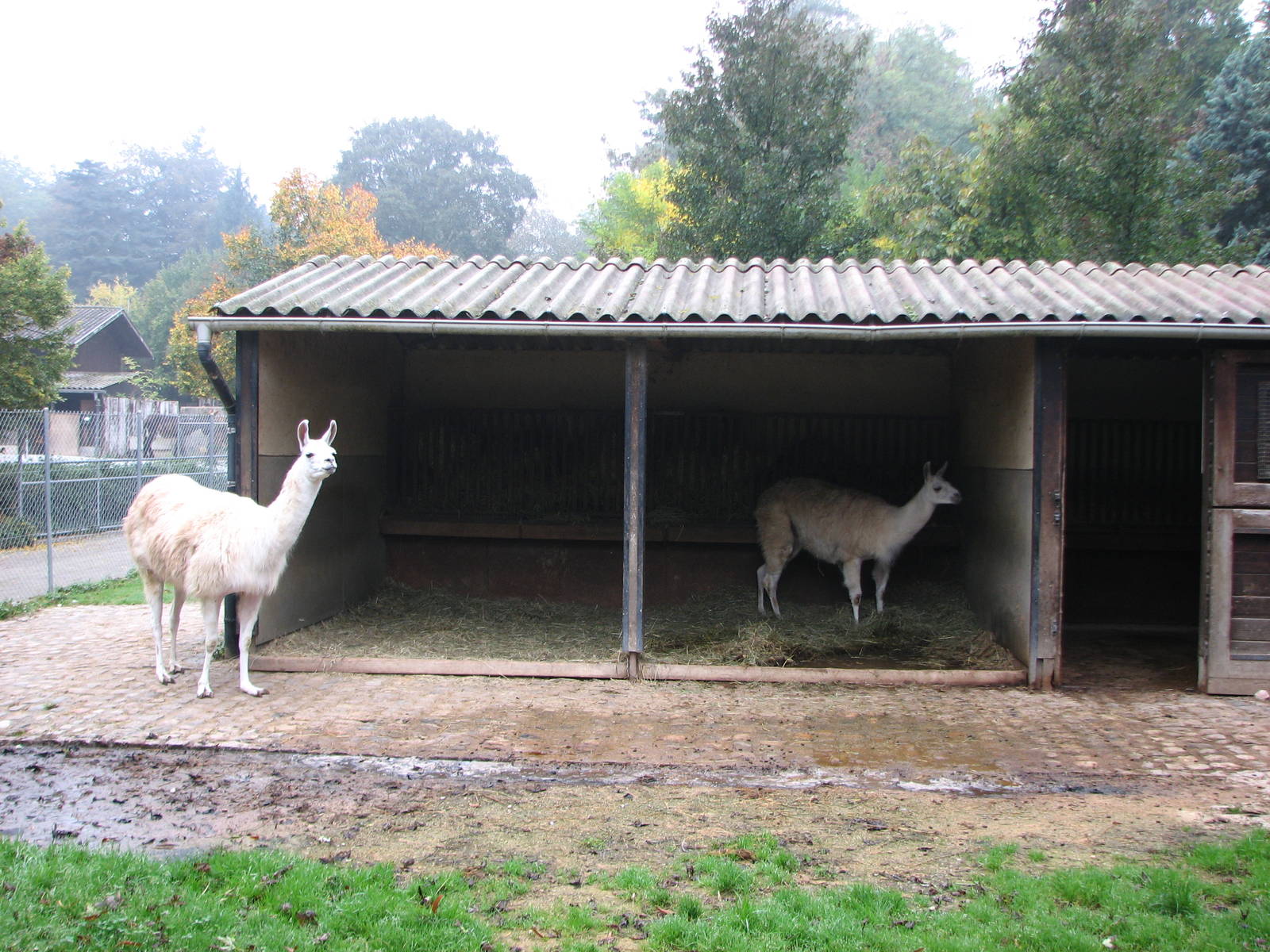 Zoo de Mulhouse 2006 - Llama enclosure