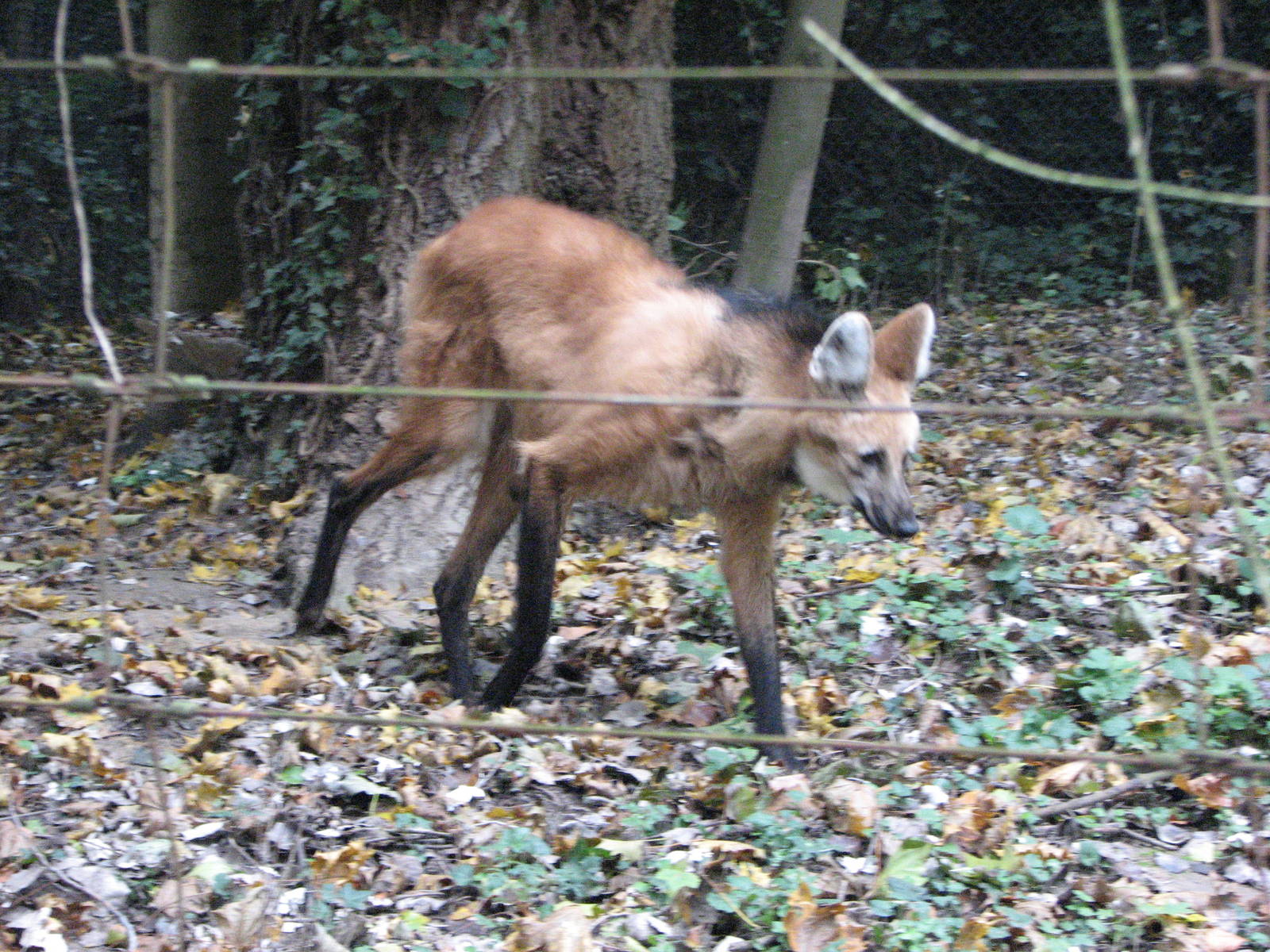 Zoo de Mulhouse 2006 - Maned Wolf