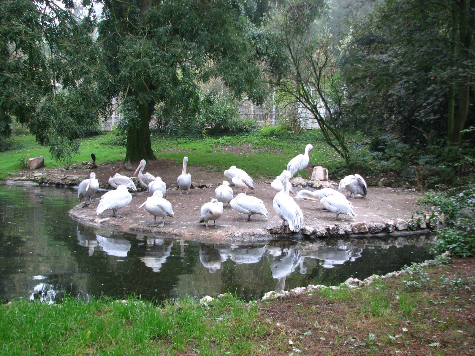 Zoo de Mulhouse 2006 - Pelican exhibit