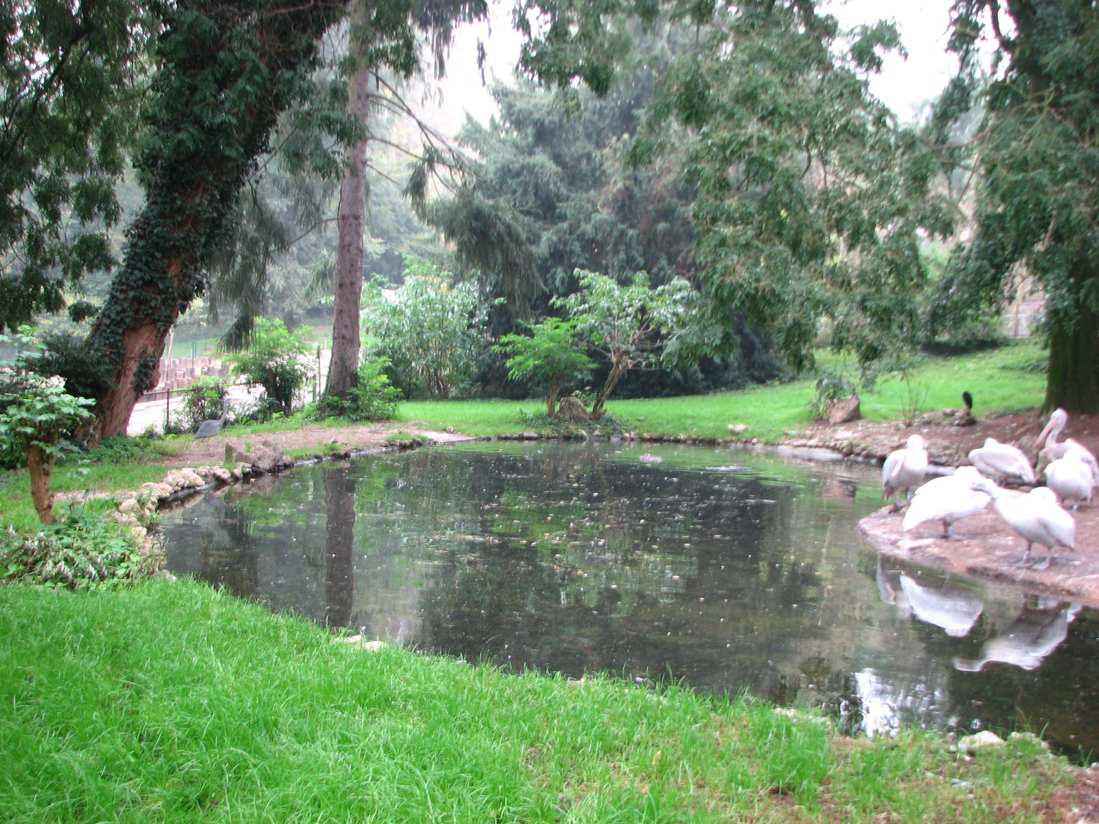 Zoo de Mulhouse 2006 - Pelican exhibit