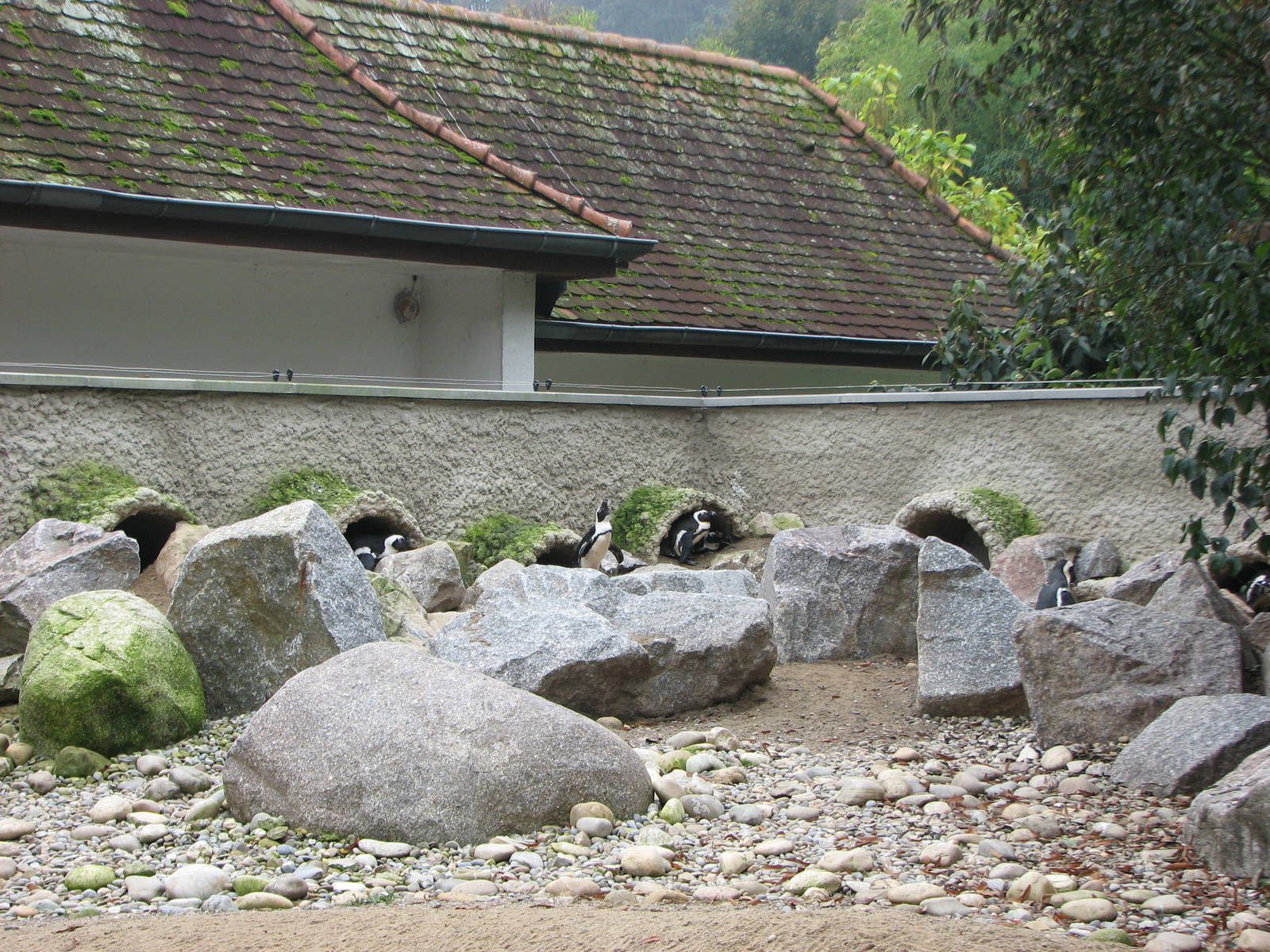 Zoo de Mulhouse 2006 - Penguin exhibit