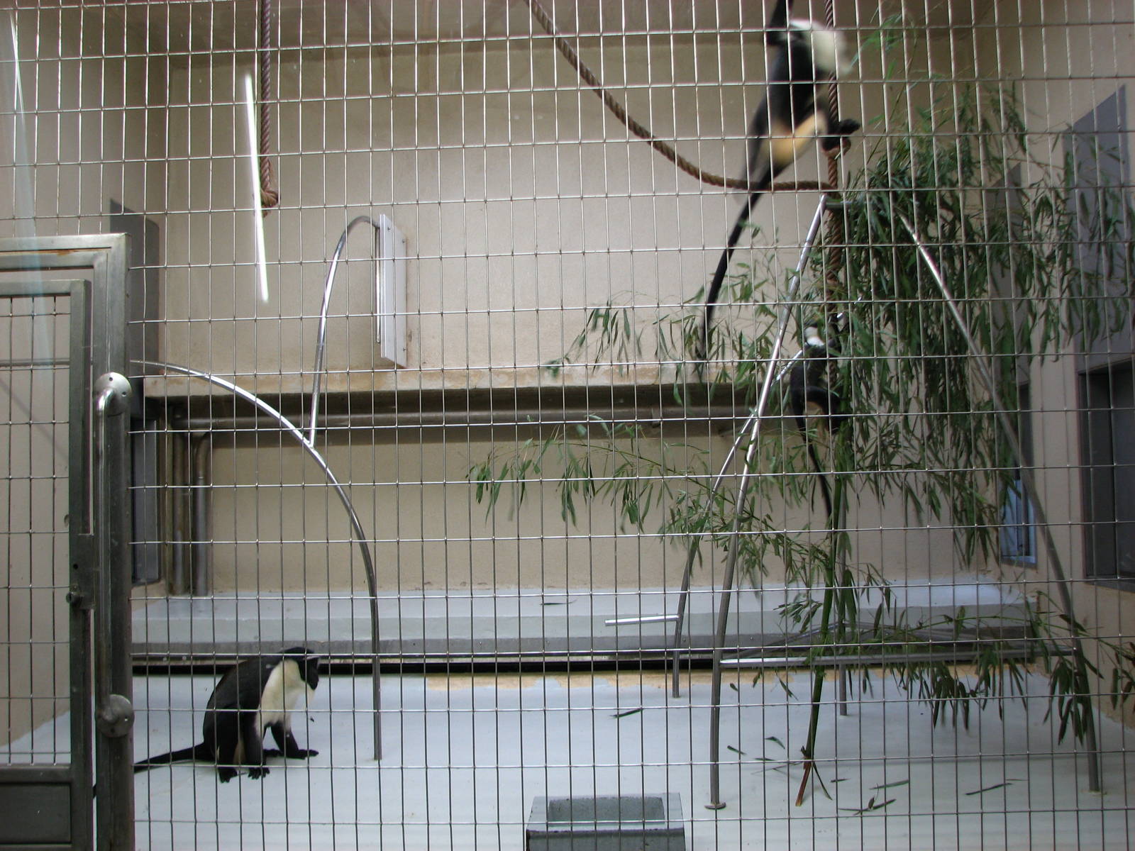 Zoo de Mulhouse 2006 - Roloway Monkey enclosure