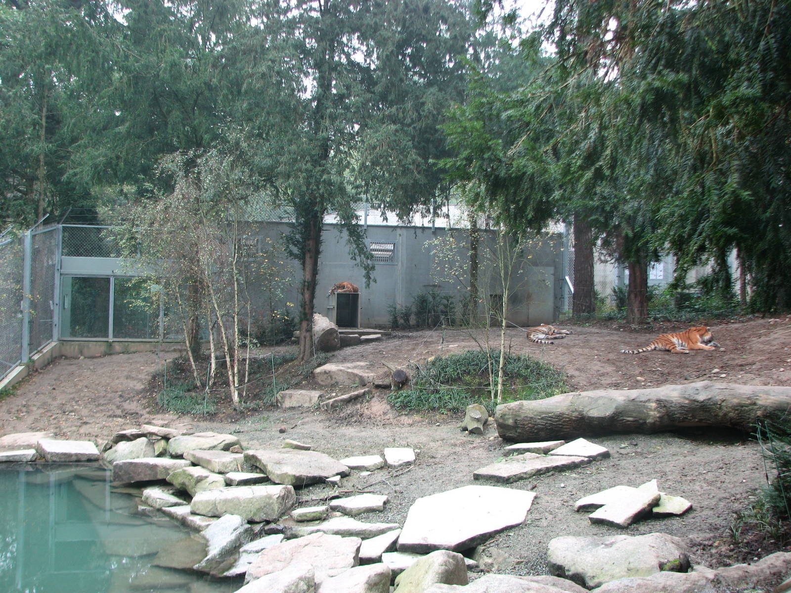 Zoo de Mulhouse 2006 - Siberian Tiger exhibit