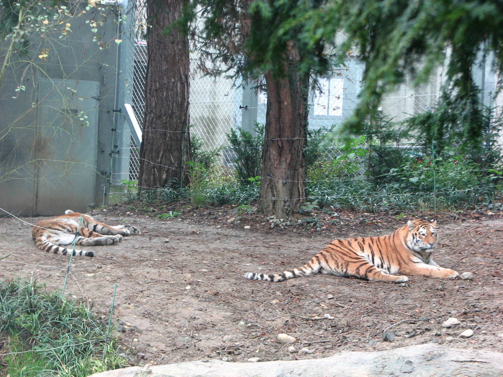Zoo de Mulhouse 2006 - Siberian Tigers