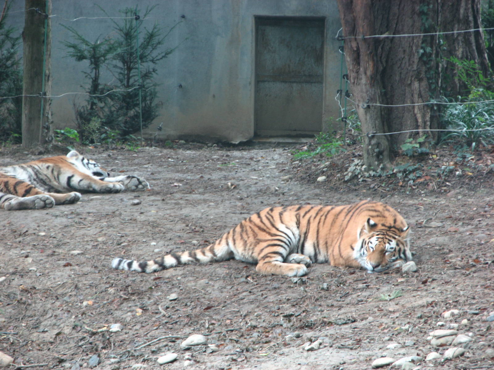 Zoo de Mulhouse 2006 - Siberian Tigers