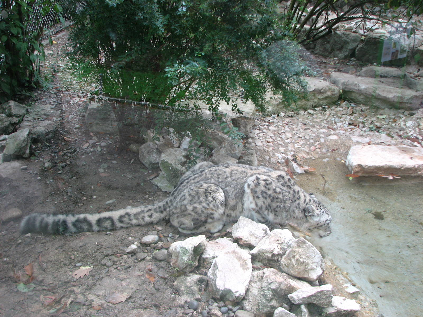 Zoo de Mulhouse 2006 - Snow Leopard