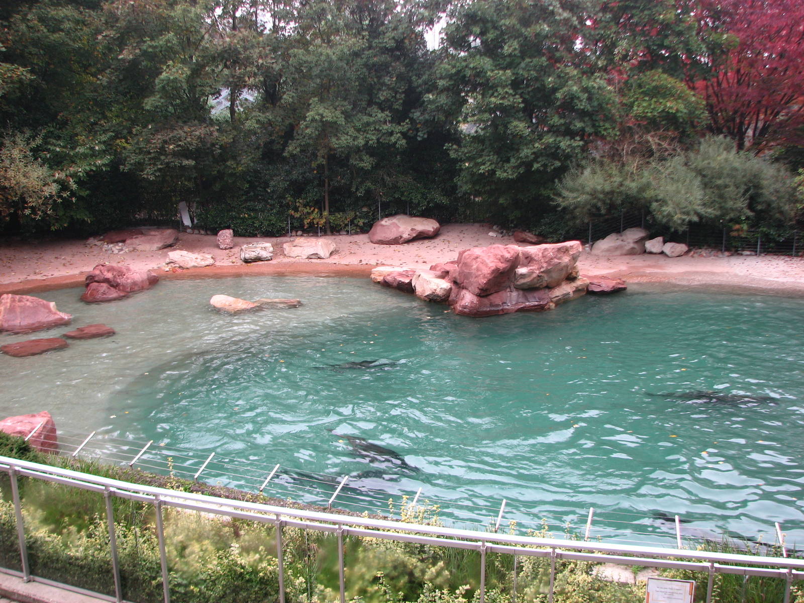Zoo de Mulhouse 2006 - South American Sea Lion pool